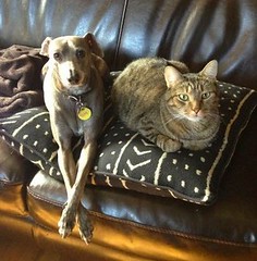 Cold Weather Safety Tips for Dogs and Cats: Staying Warm in Winter