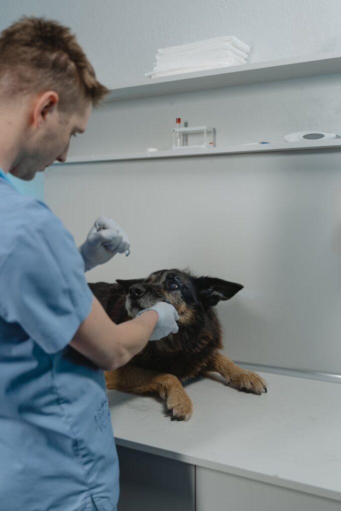A veterinarian in scrubs examining a German Shepherd dog in a clinic setting.