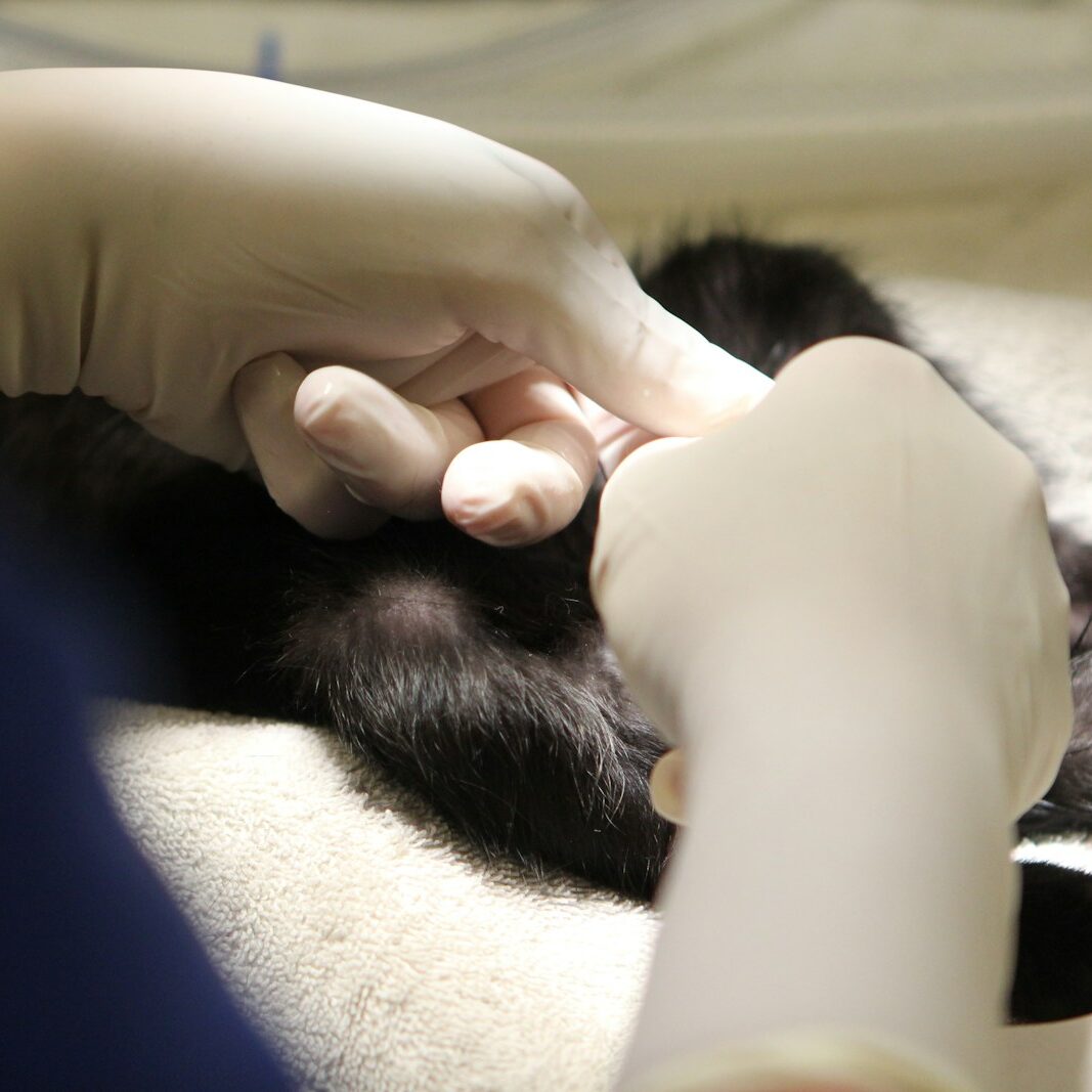 A black and white cat laying on top of a couch