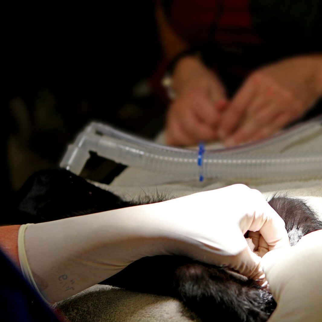 A cat laying on top of a white blanket