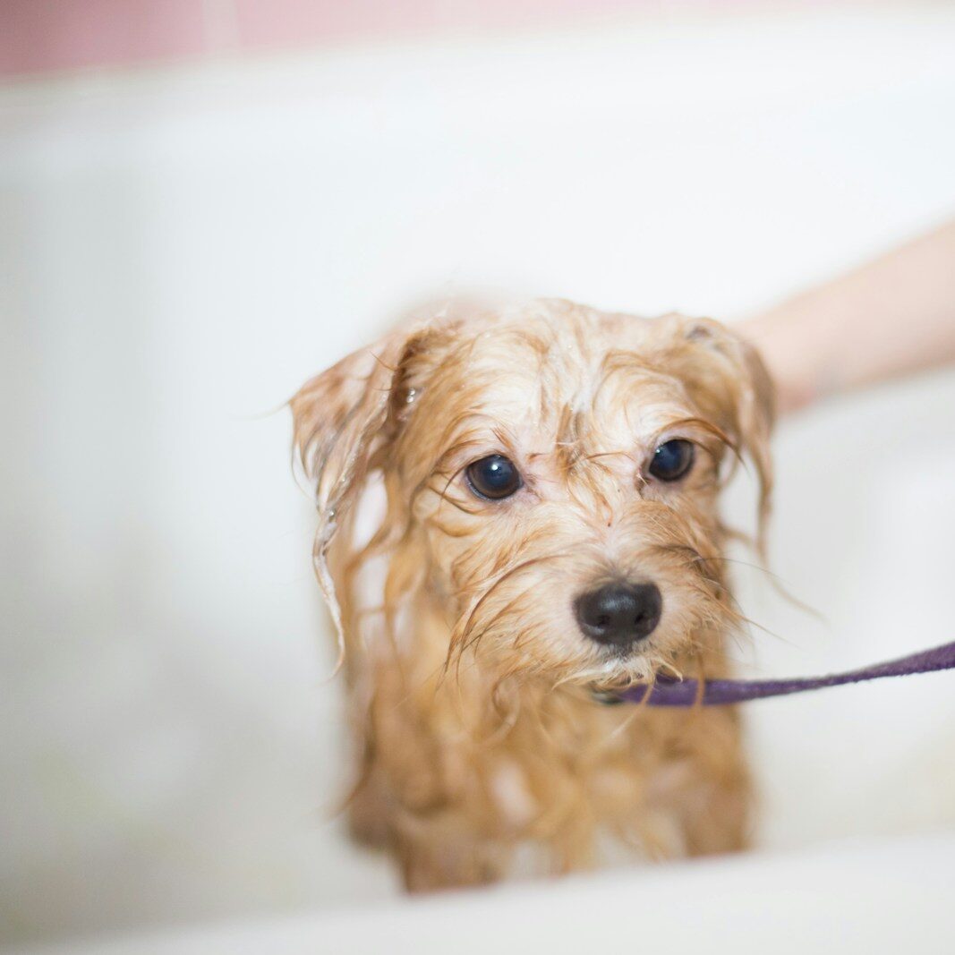 brown long coated small dog