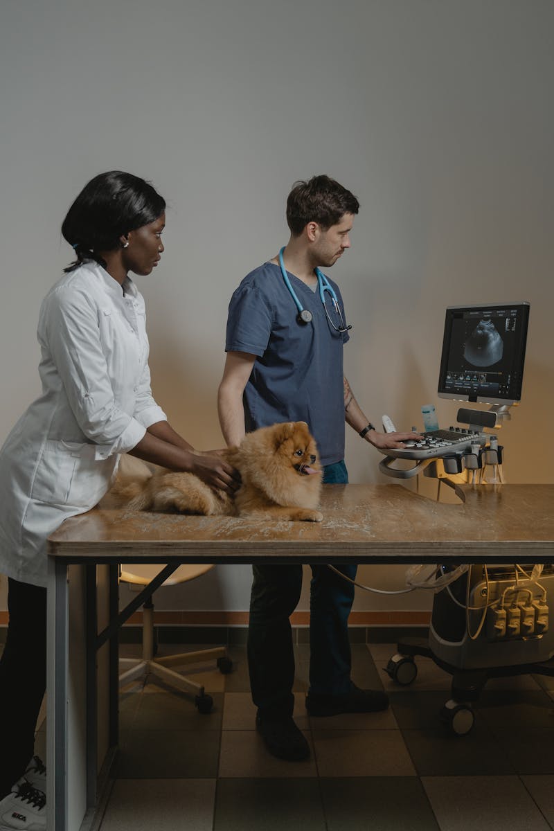 Veterinarians conduct an ultrasound exam on a Pomeranian dog.