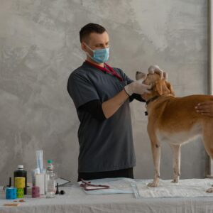 Veterinarian examines a dog assisted by a professional in a clinic setting.